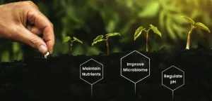 How Biochar Generates Carbon Credits