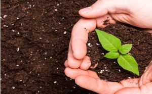 The Complete Guide to Plant Nutrition: From Fundamentals to Advanced Crop Nutrition Management