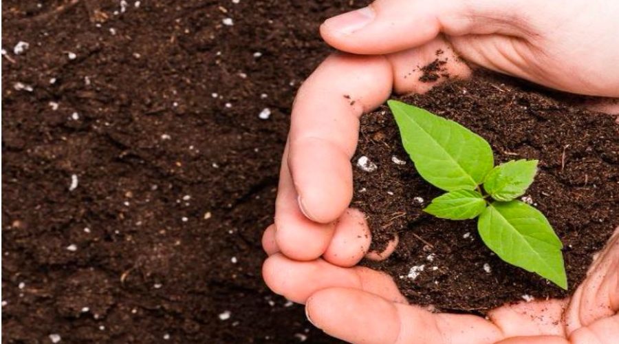The Complete Guide to Plant Nutrition: From Fundamentals to Advanced Crop Nutrition Management