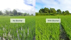 The One Million Hectare Low-Emission Rice Program: Can Biochar Really Work for Vietnamese Farmers?