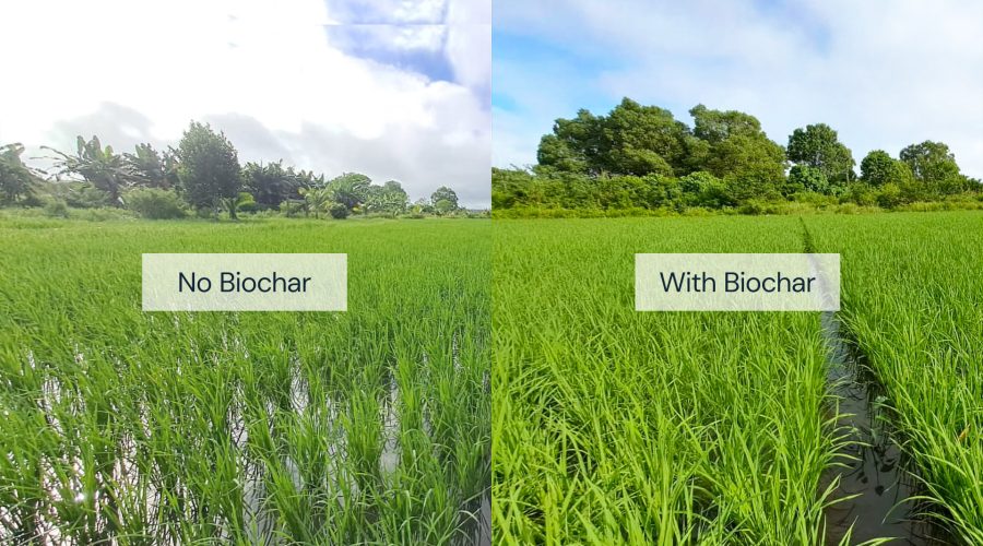 The One Million Hectare Low-Emission Rice Program: Can Biochar Really Work for Vietnamese Farmers?