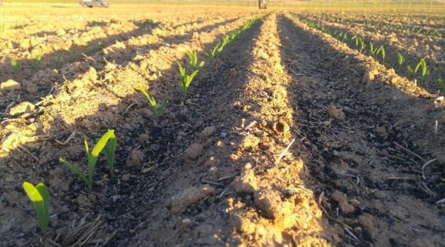 Does Biochar Really Increase Crop Yields? What the Latest Scientific Research Reveals